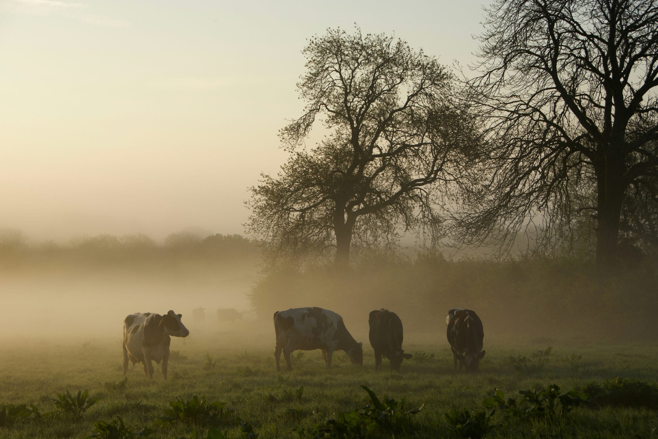 Cows grazing in a misty Wiltshire field at dawn representing farm pest control services protecting livestock and pasture