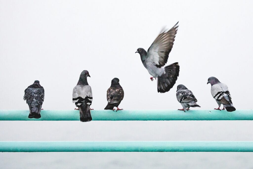 Pigeons roosting on an overhead pipe in a warehouse, representing warehouse pigeon control in Swindon & Wiltshire.