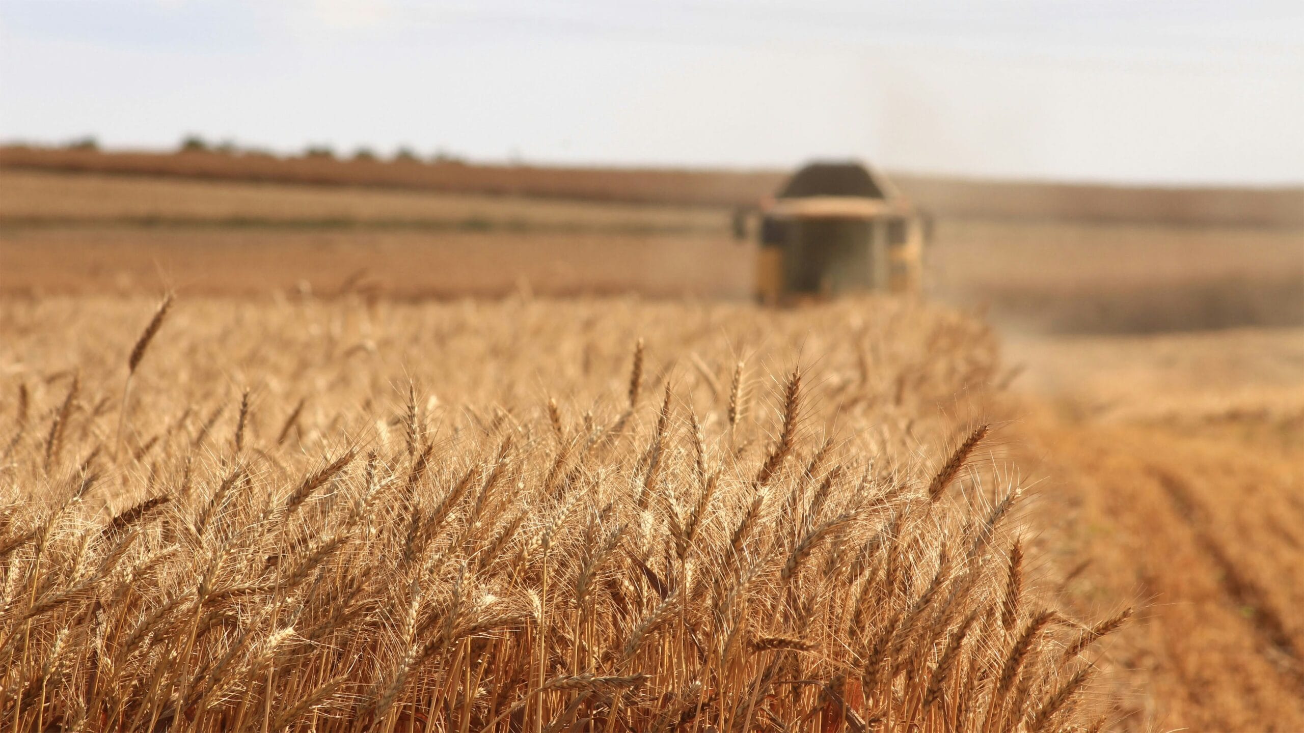 Cereal crop with a combine harvester in the distance, representing farm pest control services in Swindon & Wiltshire.