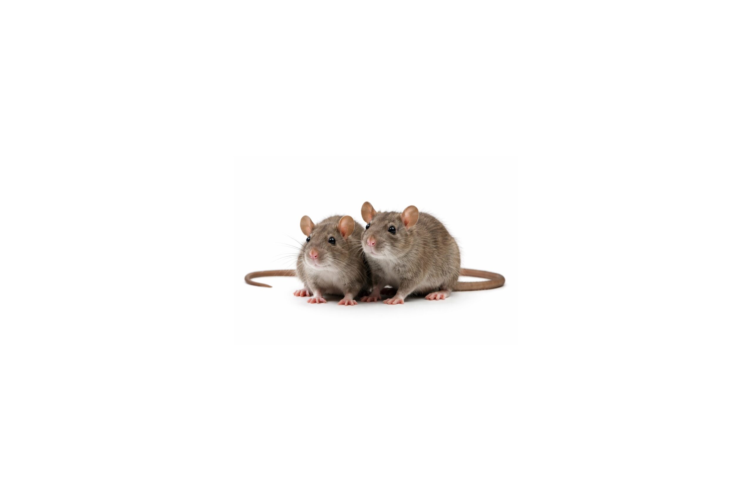 Rural rat control in Swindon – two brown rats (Norway rats) on a white background, representing rodent infestation risk in farm buildings and feed areas