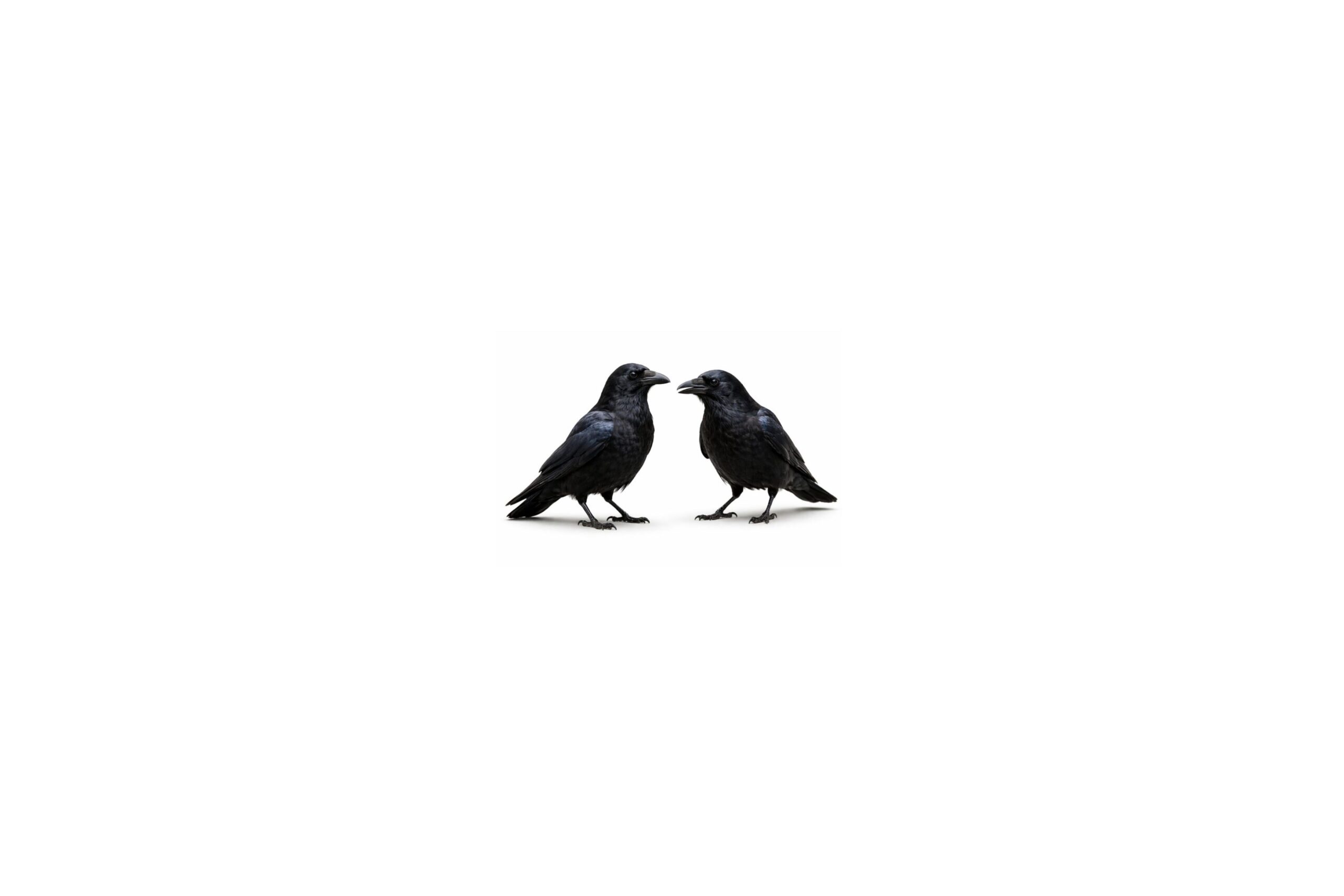 Two crows on a white background for corvid control in Swindon and Wiltshire farms and estates