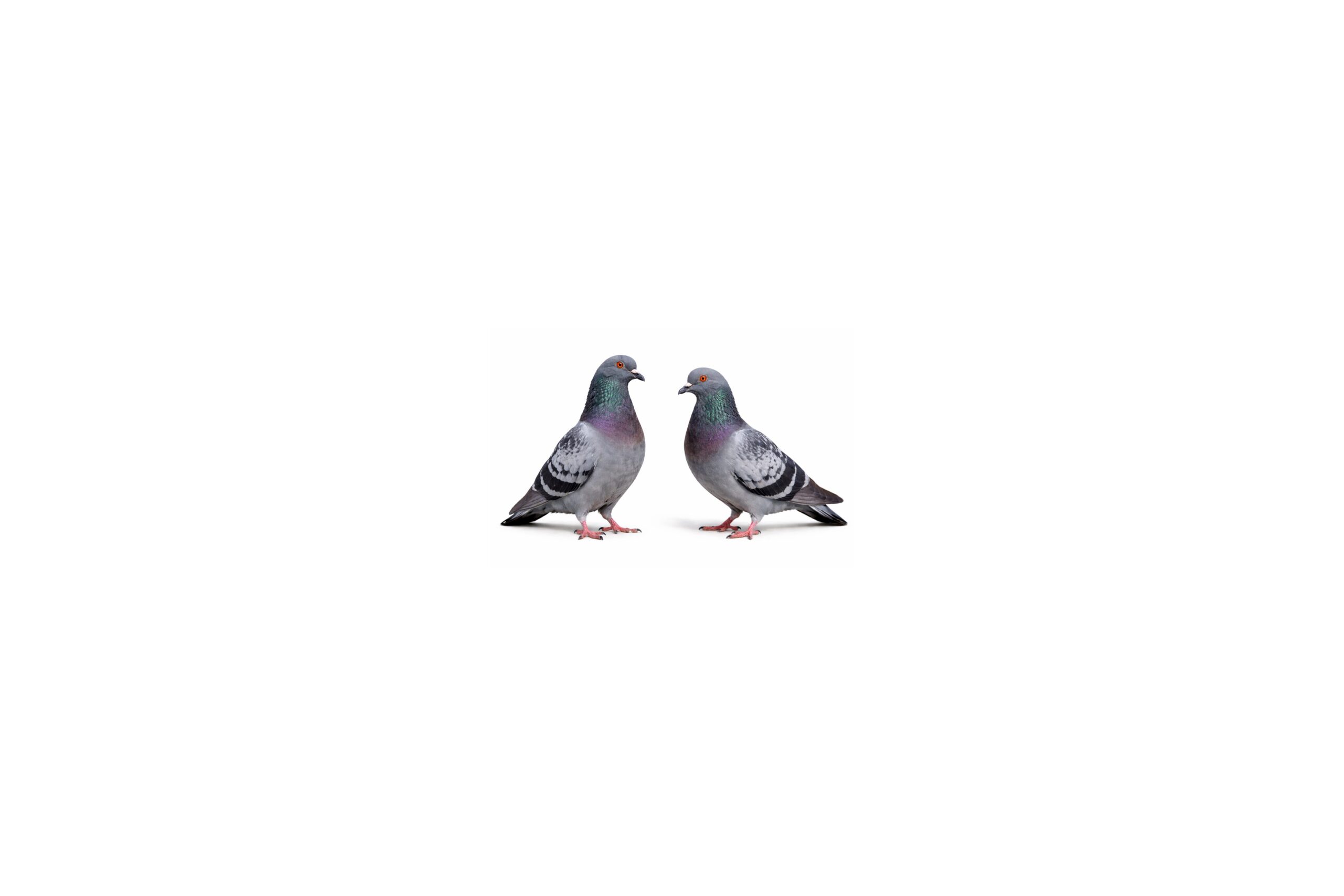Two feral pigeons on a white background for feral pigeon and woodpigeon control in Swindon and Wiltshire farms