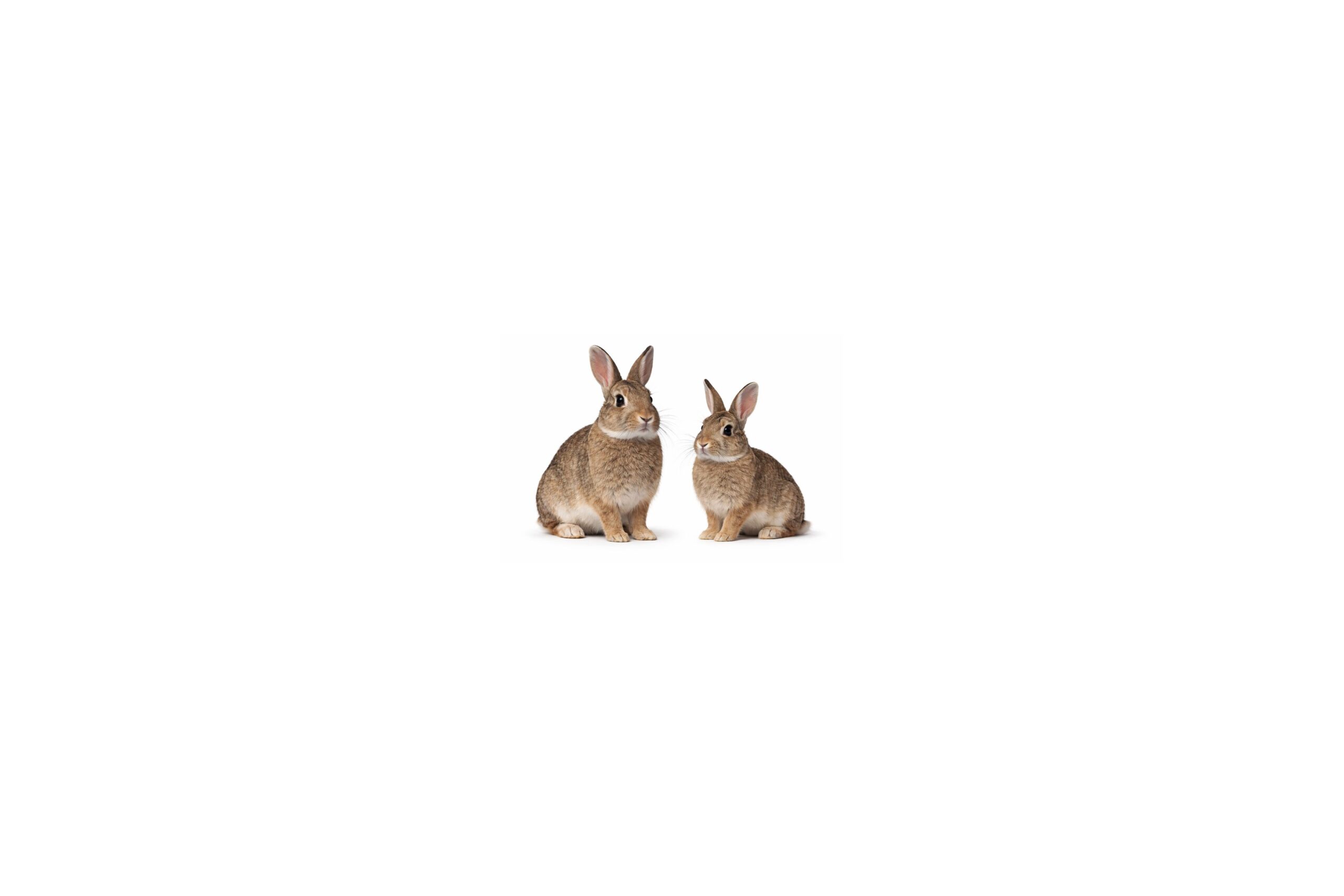 Two adult European rabbits on a white background, representing rabbit control in Swindon for farm and rural land damage
