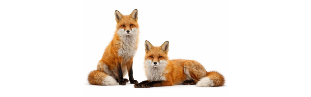 Two red foxes, fox control in Swindon for poultry, lambing and livestock protection on farms and estates in Wiltshire