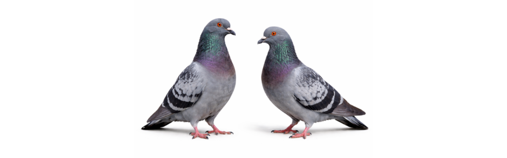 Two feral pigeons, pigeon control in Swindon for barns, roof spaces and yards on farms and estates in Wiltshire