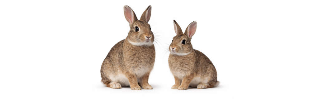 Two rabbits, rabbit control in Swindon for farms, estates, paddocks and rural land across Wiltshire
