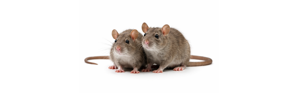 Two brown rats, rat control in Swindon for farms, estates, feed stores and rural buildings across Wiltshir