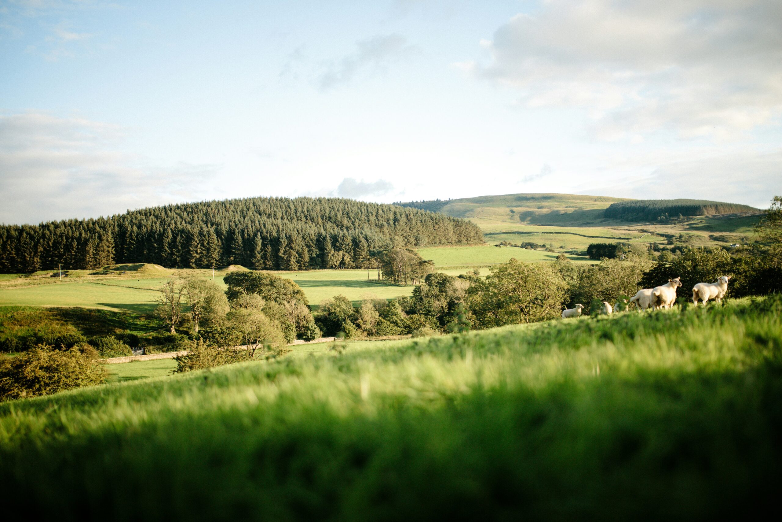 Rolling Wiltshire countryside with woodland and grazing sheep, rural pest control for estates and landowners in Swindon and Wiltshire